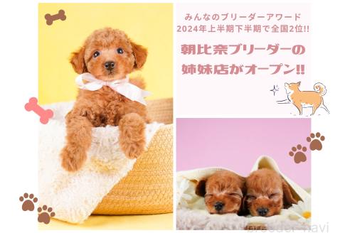 杉山晴菜ブリーダーの詳細